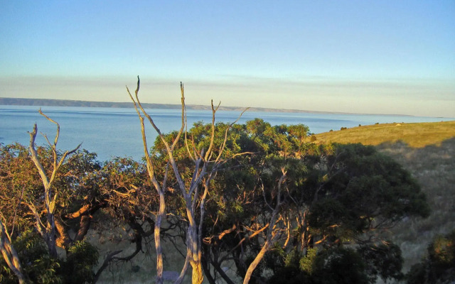 Sea Dragon Kangaroo Island