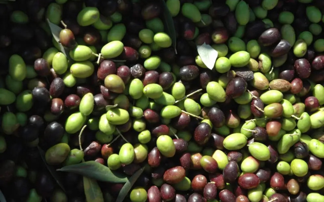 Agriturismo Campo di Luna