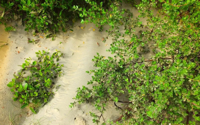 Sands Kalpitiya By GLN