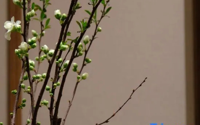 QINGSONG·YAJU