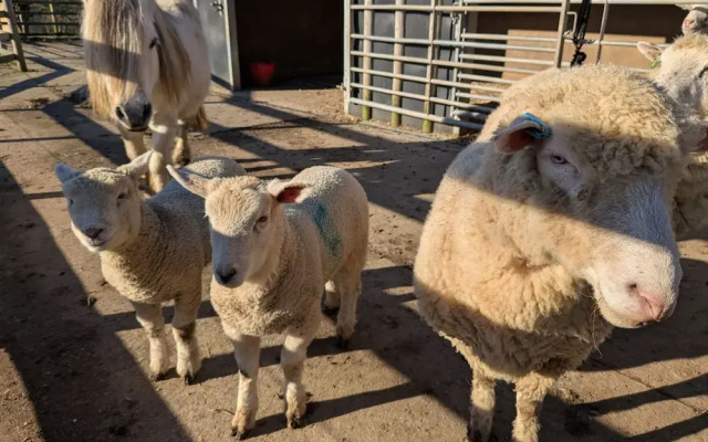 Lydvale Lodge in Lifton