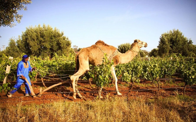 Ryad des Vignes
