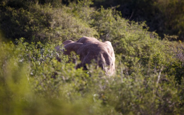 Hlosi Game Lodge - Amakhala Game Reserve