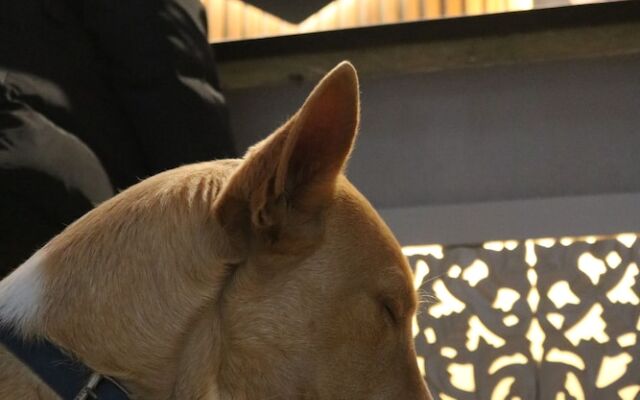 Apartamentos Málaga Premium - Calle San Telmo Thyssen Museum