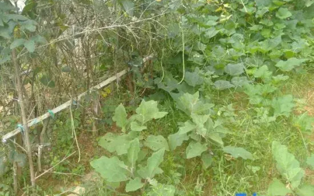 Shaoshan Yingming Homestay (Former Residence Scenic Area)