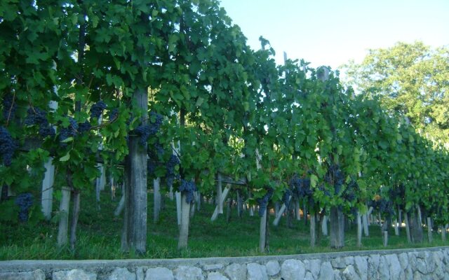 Vineyard cottage Med vinogradi