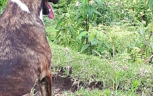 Ecohotel Pinohermoso