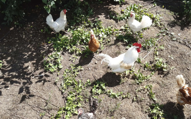 Дом в деревне Чернокуново