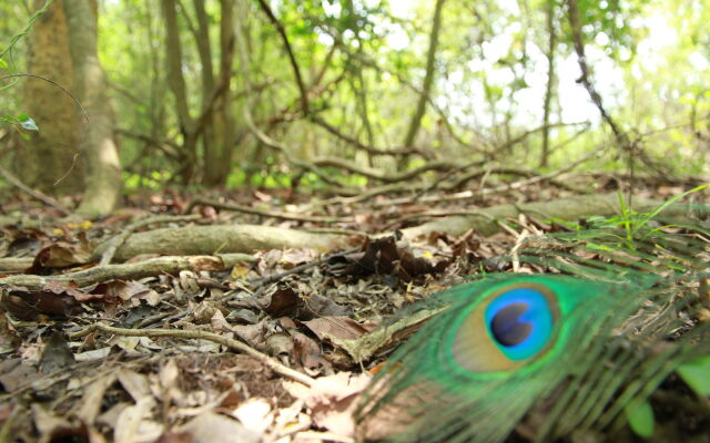 Big Game - Wilpattu by Eco Team