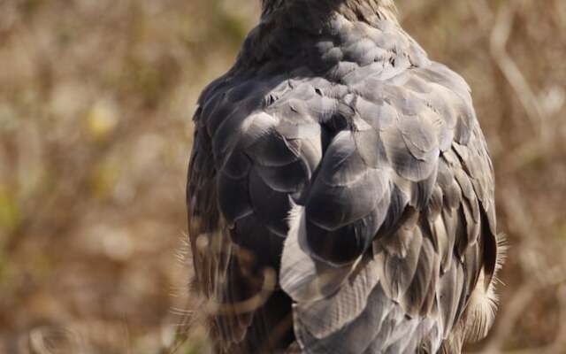 Wild Trails Yala Tented Safari Camp By Yoho