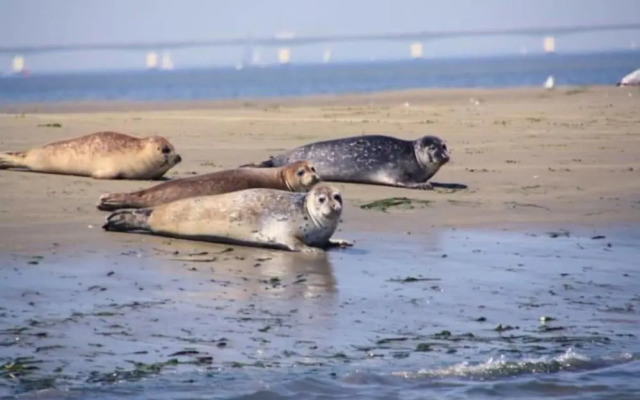 Villa Oesterdam 4 Persons