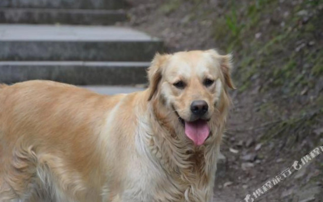 Xuanzhe Tea House Inn