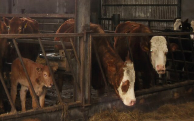 Willowfarmhouse Holiday House