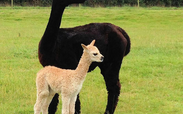 The Alpaca B&B