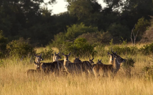 Saadani Safari Lodge - bush, river, beach