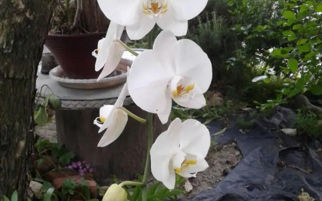 Taitung Linyuan B&B