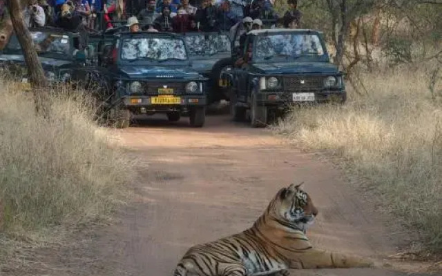 Ranthambore Tiger Home