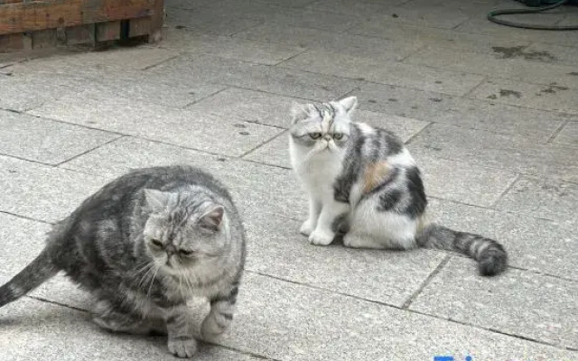 Kitten  hotel