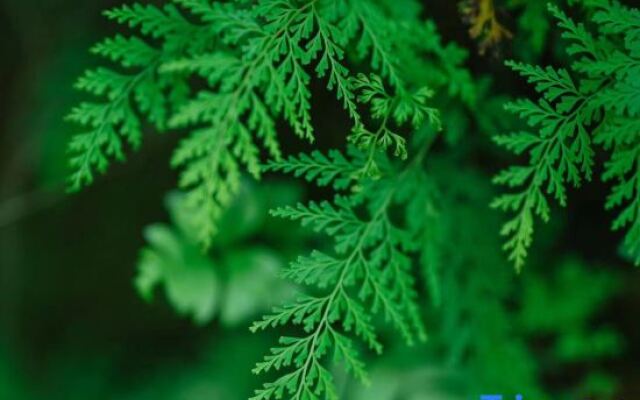 Oak Forest Homestay