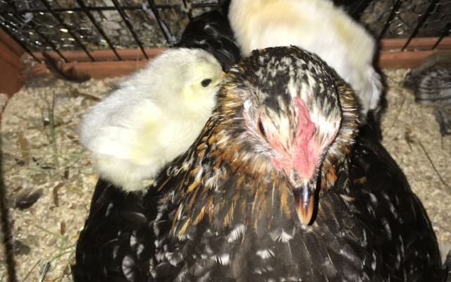 Gratton Grange Farm B&B