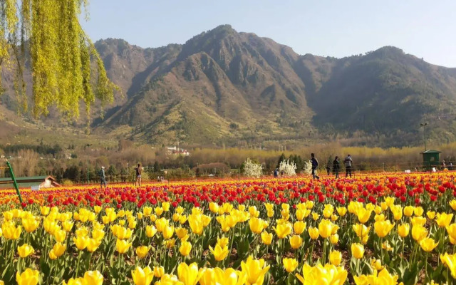 Kashmir naaz