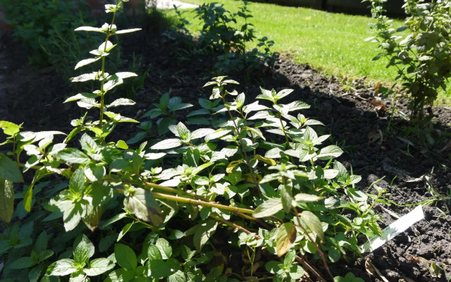 Vakantiehuis Hof Molenzicht