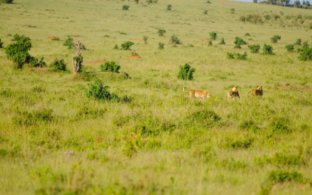 Mara Sidai Camp