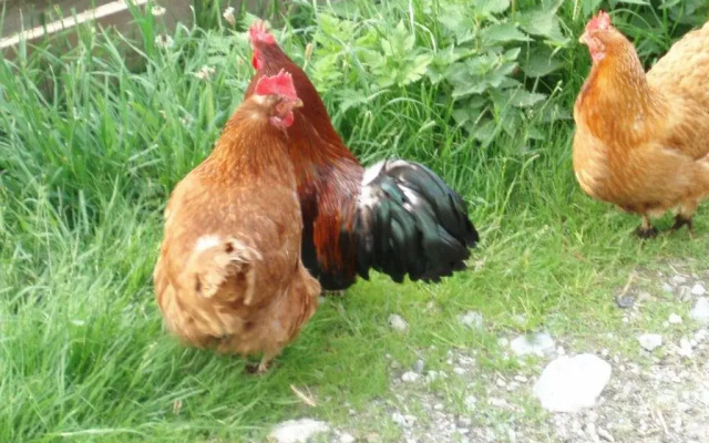 Apartments Rieserhof