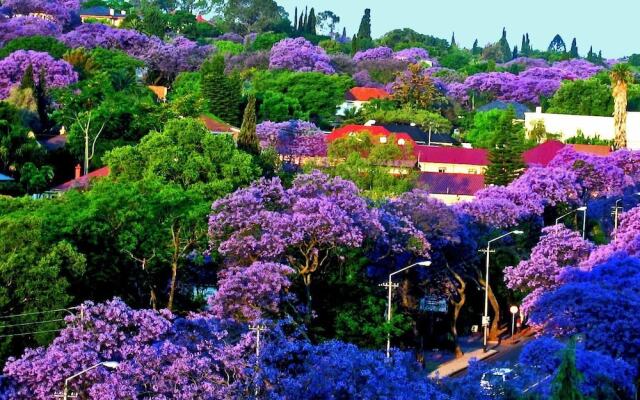 De Vine Studio Apartment