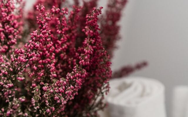 Marinus Apartments Szafarnia