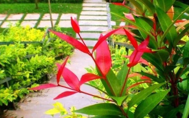 Delite Guest House No 17 @ Batu Ferringhi