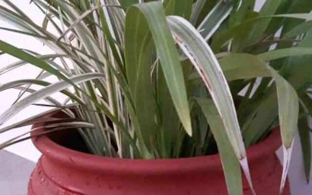 Yucca Studio, beautiful apartment with garden