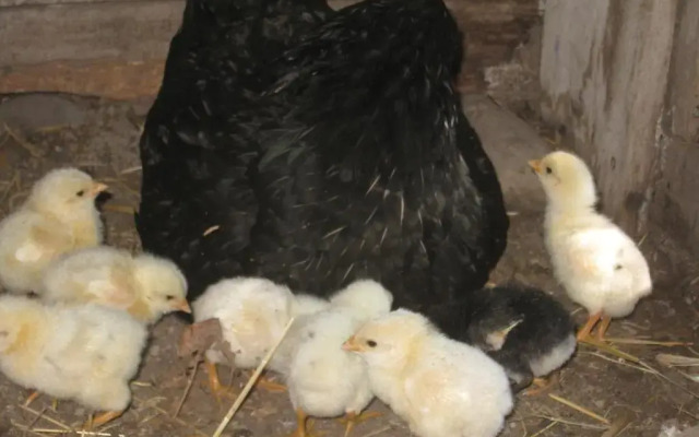 Gîtes du Pas des Lanciers