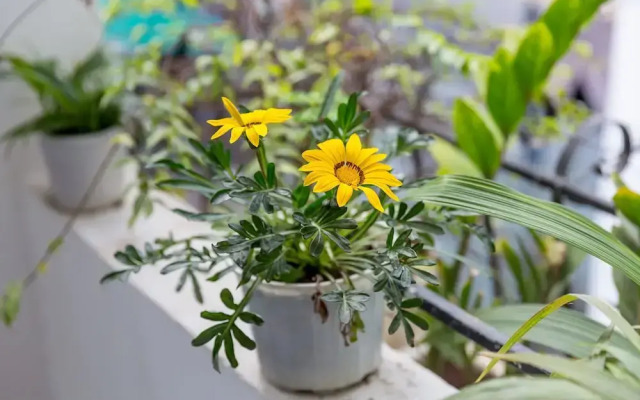 Rose Garden Homestay Da Nang 2 - Hostel