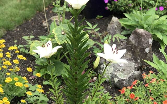 Bourne Bed and Breakfast