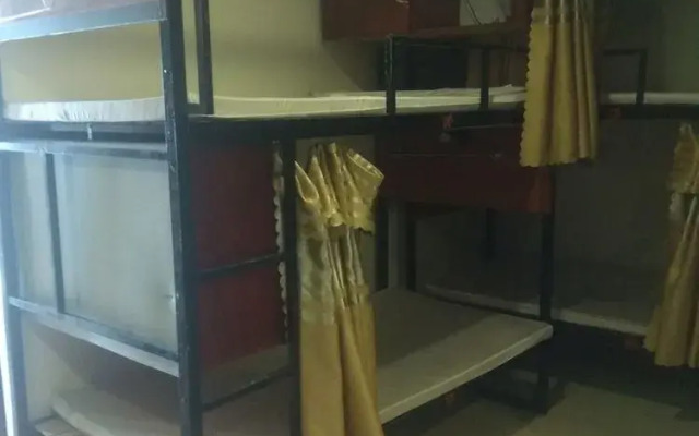 Green Bamboo Forest Cat Ba