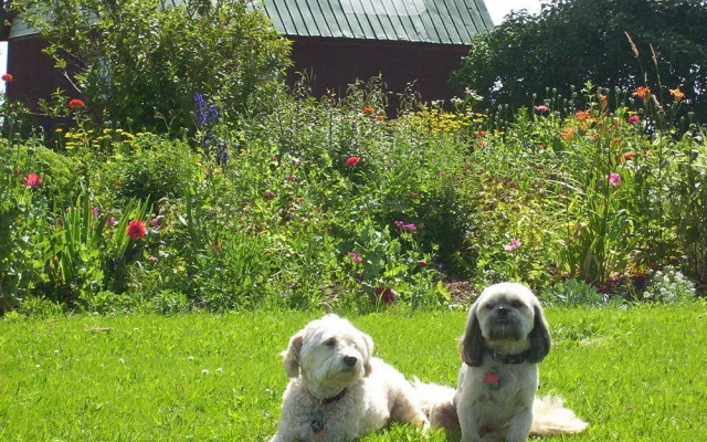 English Experience Bed and Breakfast