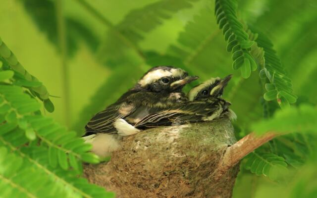 Tatsaraasa Resort and Spa Udaipur