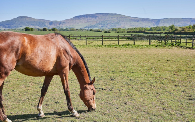 Host Stay Finch House