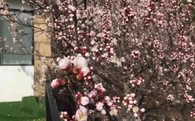 Lianyungang flower and fruit homestay
