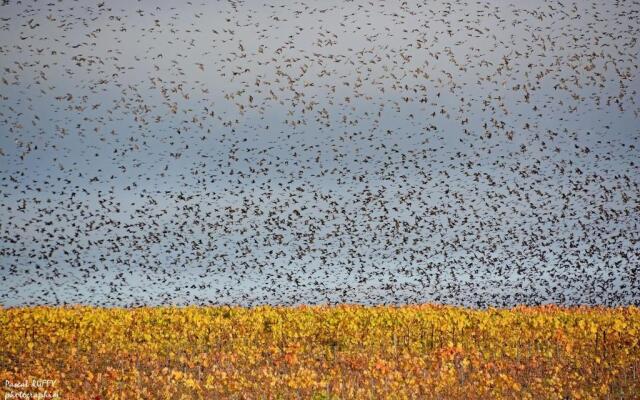 L'aire des oiseaux