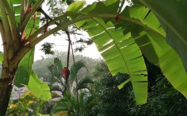 Giardino Tropicale