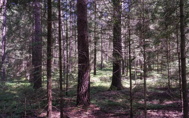 Baumzelt im Wald