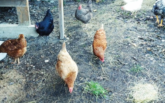 Penzion U Lucerny s malou farmičkou