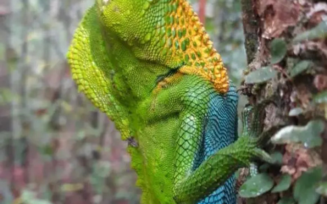 Rainforest River Edge