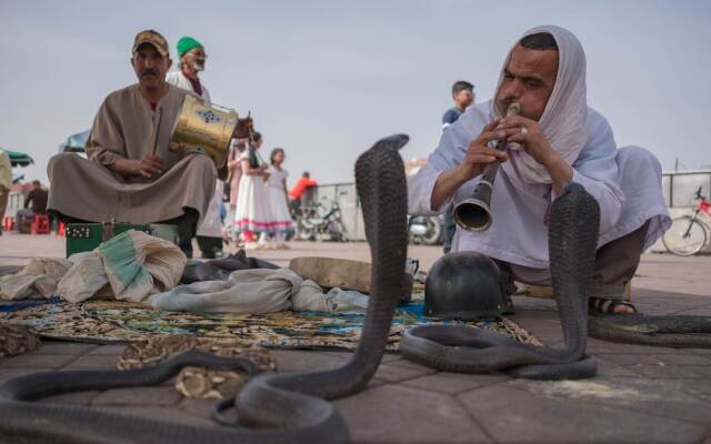 Riad Radia