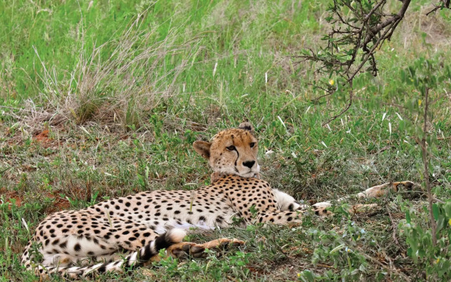 Madikwe River Lodge