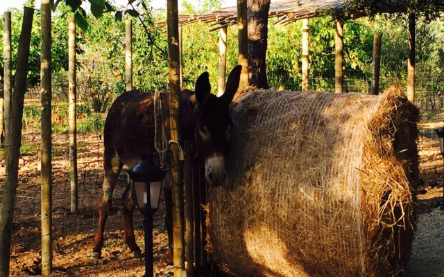 Sa Vinya des Convent Agroturismo