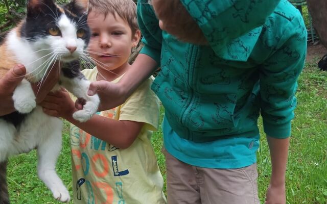 Room in Guest Room - Rural Holiday Transylvania