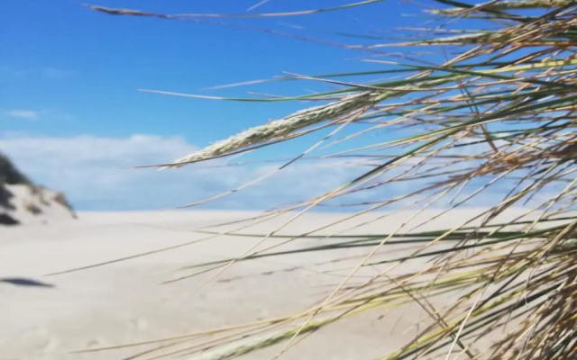 Joli appt cocooning au pied des dunes
